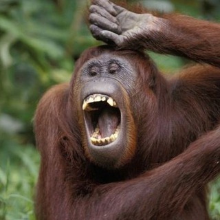 Risate, coccole e dintorni…