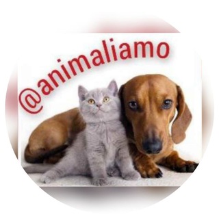 Animali amo